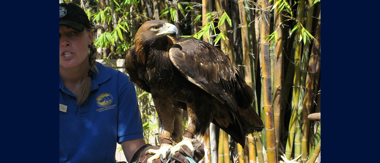 Golden Eagle